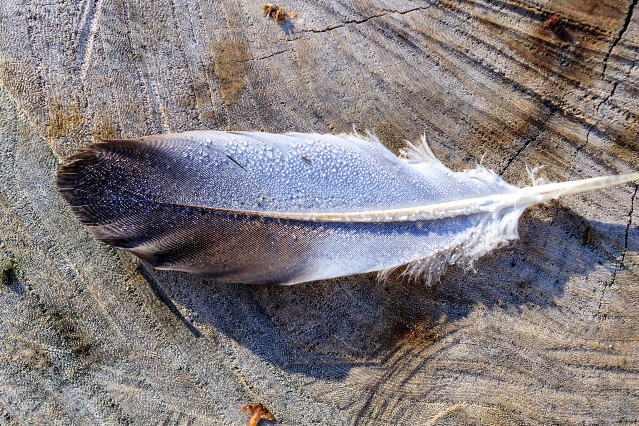 Feather on wood